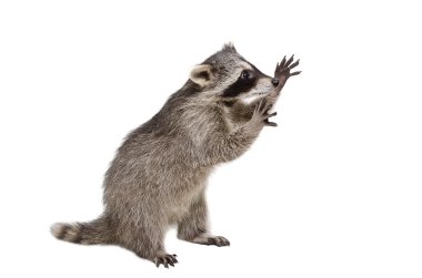 Funny raccoon standing on his hind legs clipart