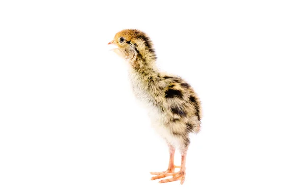 Little quail chick — Stock Photo, Image