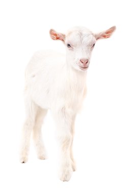 Tam uzunlukta duran bir keçi portresi