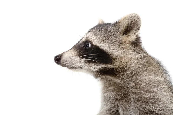 Portrait of a raccoon in profile — Stock Photo, Image