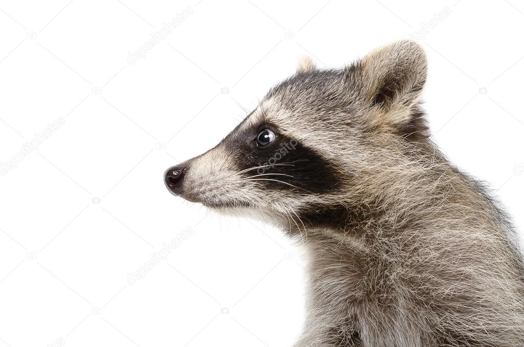 Portrait of a raccoon in profile