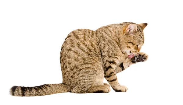 Kedi İskoç düz yüzünü yıkar