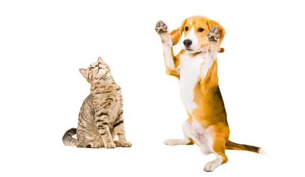 Engraçado beagle cão e gato escocês em linha reta — Fotografia de Stock