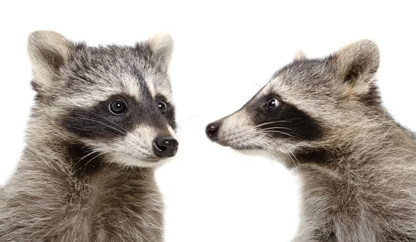 Retrato de dois guaxinins — Fotografia de Stock