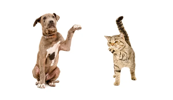 Cat and puppy sitting together with raised paws Stock Photo by ©Sonsedskaya  64680195