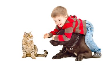 Çocuk, bir köpek ve birlikte oynayan bir kedi