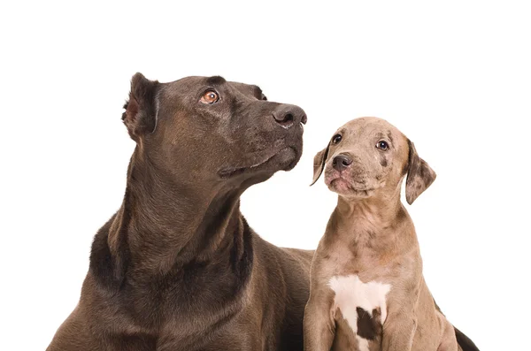 Bir köpek ve bir köpek yavrusu pit bull portre — Stok fotoğraf