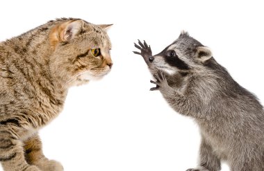 Meraklı kedi ve oynak Rakun
