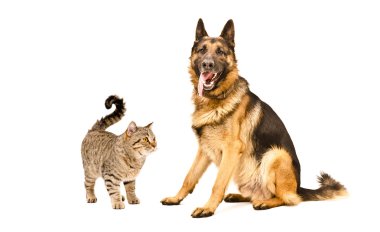 Alman çoban köpeği ve kedi İskoç düz