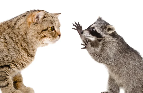 Curious cat and playful raccoon — Stock Photo, Image