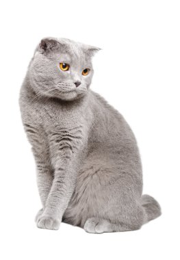 Mavi İskoç fold kedi