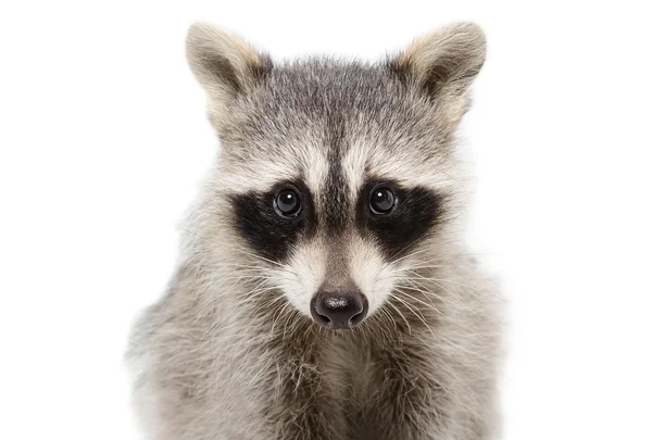 Portrait of a raccoon closeup — Stock Photo, Image