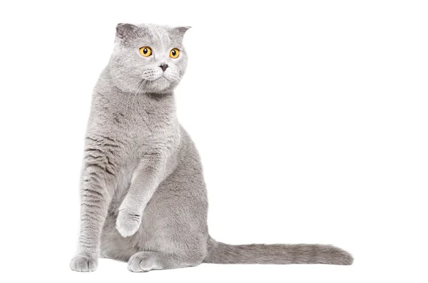 Ciekawy kot szkocki teczka — Zdjęcie stockowe