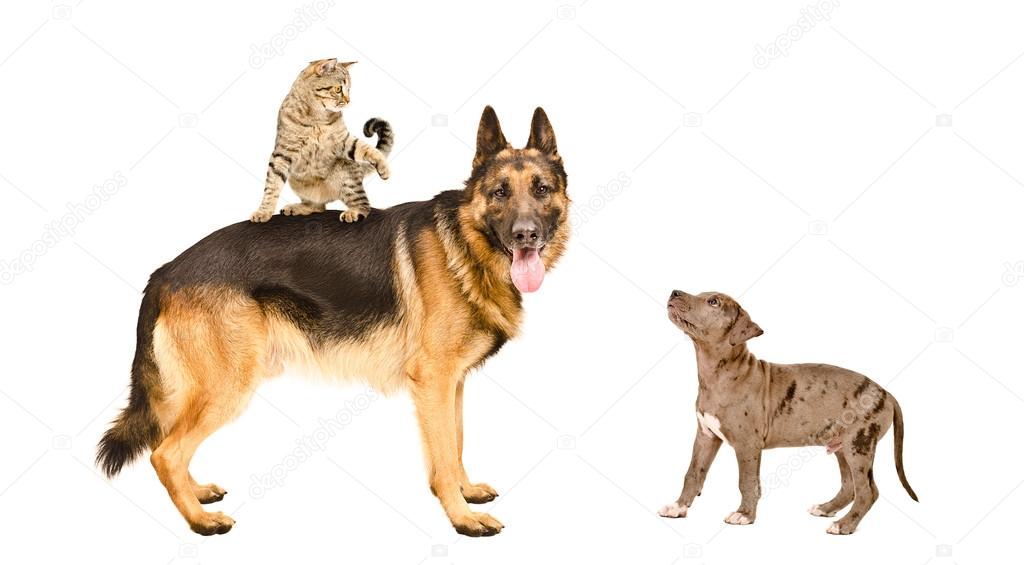 German shepherd, cat and pit bull puppy playing together