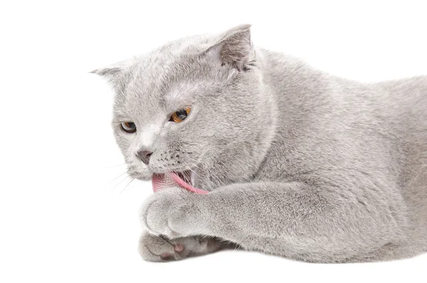 Portret niebieski Scottish fold zagrywek kot łapą — Zdjęcie stockowe