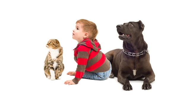 Boy, tittar hund och katt tillsammans upp — Stockfoto