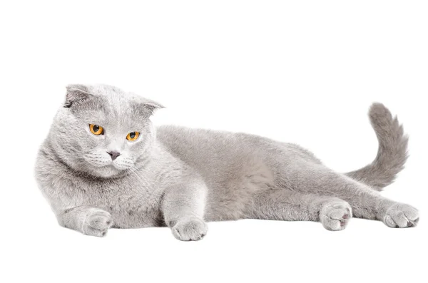 Blaue schottische Faltkatze — Stockfoto