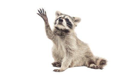 Raccoon sitting with paw raised up clipart