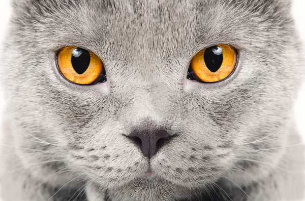 Portret zbliżenie szkocki kot niebieski — Zdjęcie stockowe