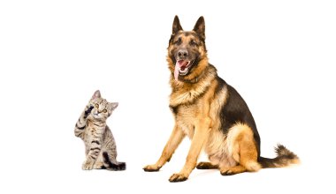 Alman çoban köpeği ve oynak kitten İskoç düz