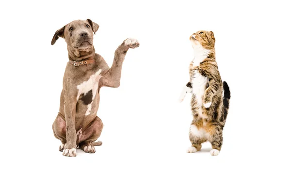 Pit bull e um gato Scottish Fold — Fotografia de Stock