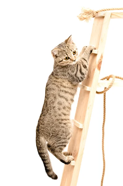 Шотландский прямой котёнок поднимается по деревянной лестнице — стоковое фото