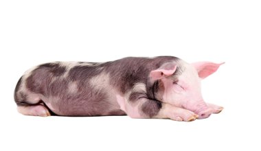 Sleeping piglet isolated clipart