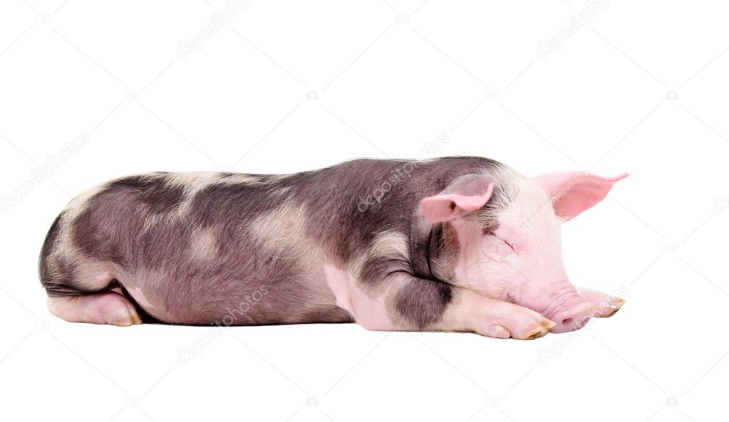 Sleeping piglet isolated