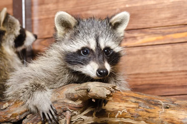 Portrait of a adorable raccoon — Stock Photo, Image