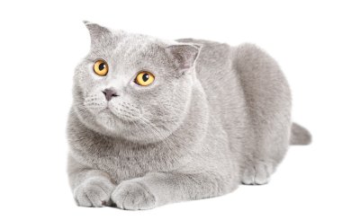 İskoç Fold sevimli mavi kedi