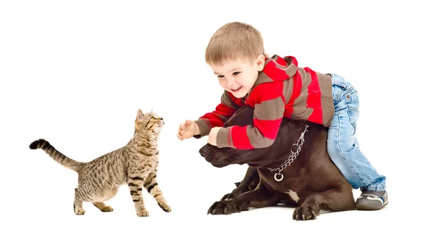 Köpek ve kedi ile oynayan çocuk — Stok fotoğraf
