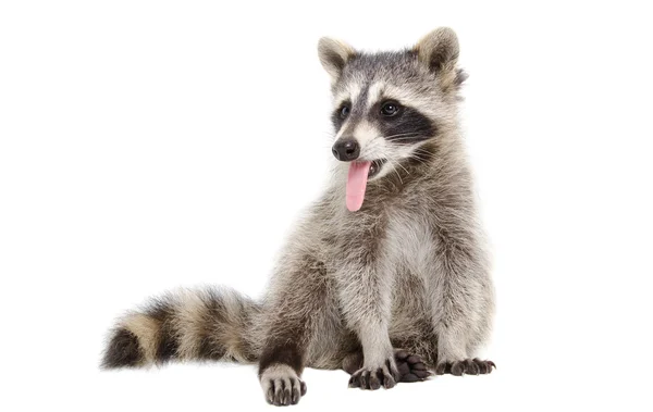 Retrato de un mapache, que muestra la lengua — Foto de Stock