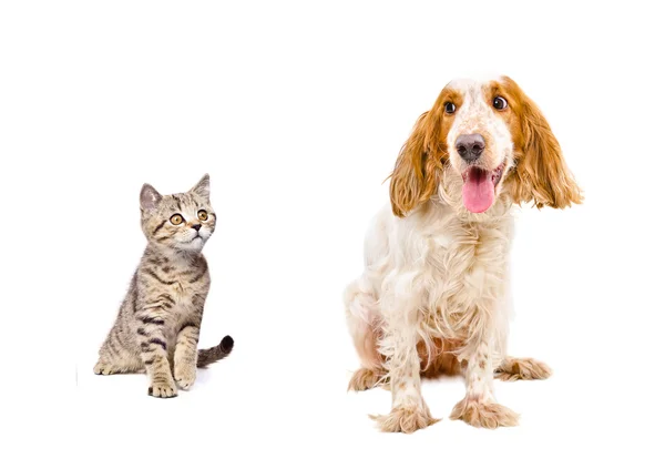 Dog Russian Spaniel and a kitten Scottish Straight — Stock Photo, Image