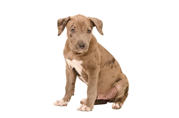 Attractive Pit bull puppy — Stock Photo, Image