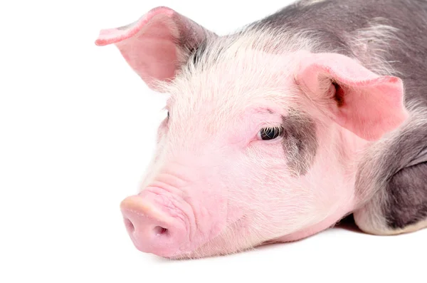 Portrait of a cute piglet, closeup — Stock Photo, Image
