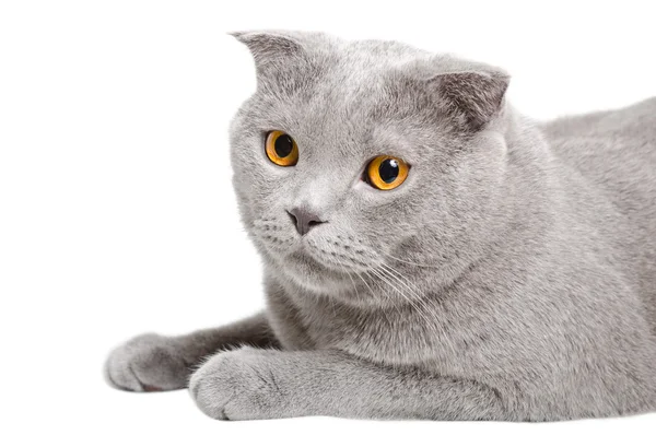 Retrato de um gato azul Scottish Fold, close-up — Fotografia de Stock