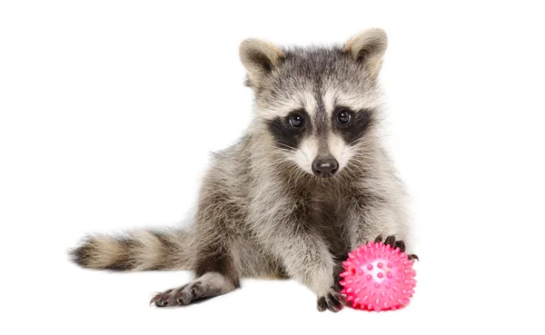 Raccoon playing toy ball — Stock Photo, Image