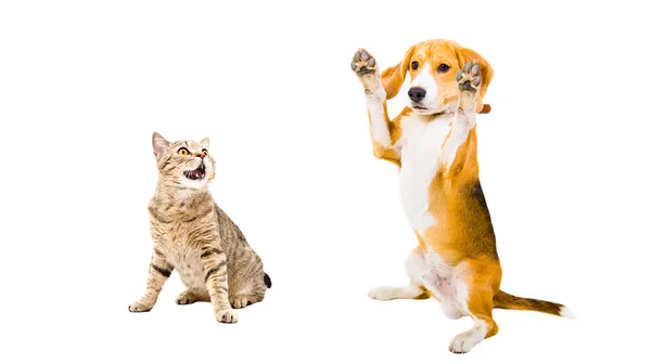 Rolig Beagle hund och katt — Stockfoto