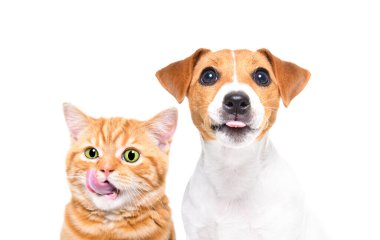 Sevimli İskoç Heteroseksüel kedi ve Jack Russell Terrier köpek yavrusu beyaz bir arka planda yalıyor.