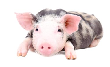 Portrait of the little pig clipart