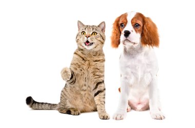 Neşeli İskoç Heteroseksüel kedi ve şirin Şövalye Kral Charles Spaniel birlikte oturuyor, yukarı bakıyor, beyaz arka planda soyutlanmış