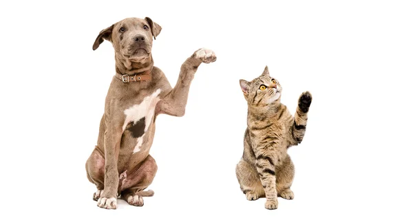 Zabawny szczeniak pit bull i kot szkocki prosto — Zdjęcie stockowe