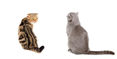 Birlikte oturan iki kedi