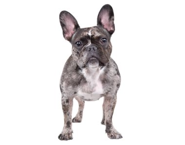 Beyaz arka planda yalnız duran sevimli Fransız bulldog 'u.