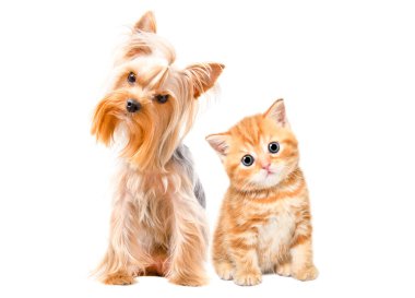 Şirin Yorkshire Terrier köpeği ve kırmızı İskoç Heteroseksüel kedi birlikte beyaz bir arka planda izole bir şekilde oturuyorlar.