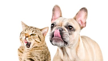 Bir İskoç Heteroseksüel kedisi ve bir Fransız Bulldog 'unun beyaz bir arka planda yalıtılmış portresi.