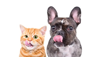 Beyaz bir arka planda yalıtılmış kırmızı bir kedi yavrusu İskoç Heteroseksüel ve Fransız Bulldog 'un portresi