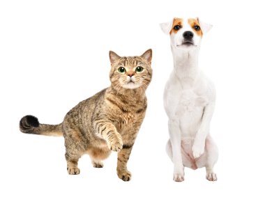 İskoç Heteroseksüel ve Parson Russell Terrier köpekleri beyaz arka planda izole edilmiş bir patiyle birlikte.