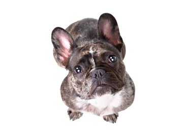 Tatlı Fransız bulldog 'u, beyaz arka planda izole edilmiş.