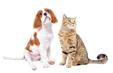 Şirin Şövalye Kral Charles Spaniel ve İskoç Heteroseksüel kedi birlikte oturuyorlar, beyaz arka planda soyutlanmışlar.